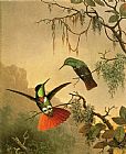 Two Hooded Visorbearer Hummingbirds by Martin Johnson Heade